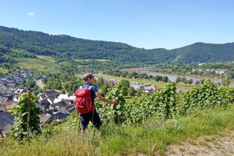 Hiker in the vines on the Moselsteig Tour