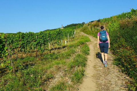 Hikers in the vineyards