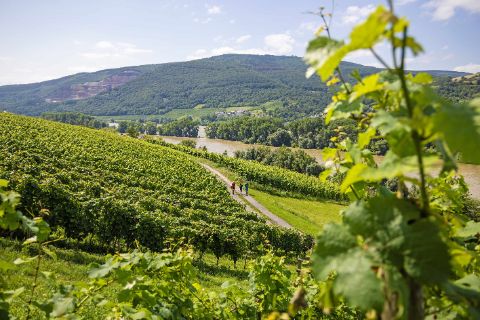 Wanderer inmitten der Weingärten am Rhein