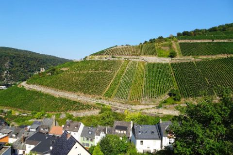 View of the vineyards in the Rhine Valley