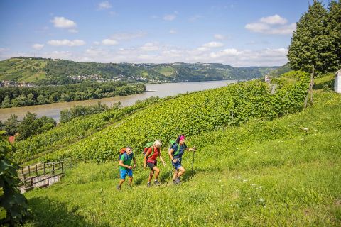 Schöner Wanderweg zwischen Weinreben und Rhein