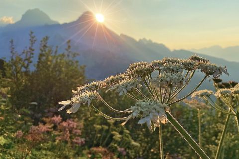 angetaute Blumen und wunderschöner Sonnenaufgang hinter den Gipfeln am Tirolerweg