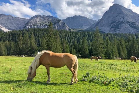 Grasende Pferde in der einzigartigen Wanderregion Zugspitze