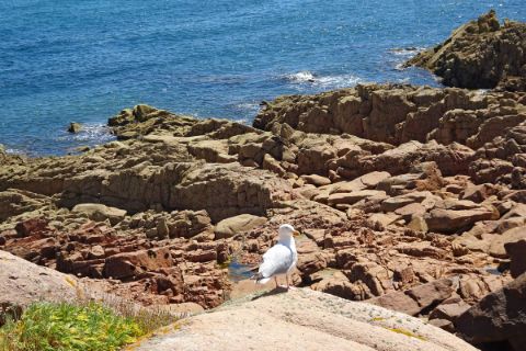 Seagull at the red granite rocks in Brittany