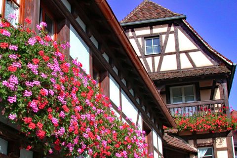 Visit la maison à colombage with beautiful flowers on the hiking tour