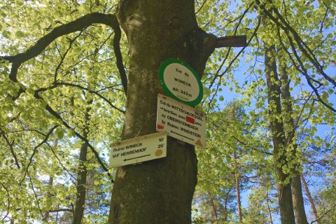 Hiking trail hanging from a tree