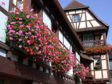 La maison à colombage mit wunderschönen Blumen auf der Wanderreise besichtigen