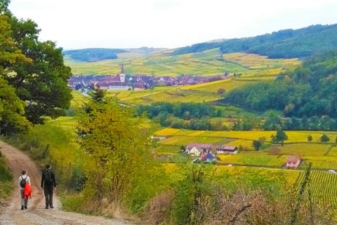 Wandern mit schönen Ausblicken auf die Weingärten im Elsass