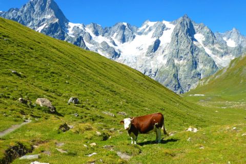Kuh in unberührter französischer Bergwelt