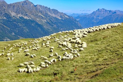 Loose sheep at the Tour du Mont Blanc