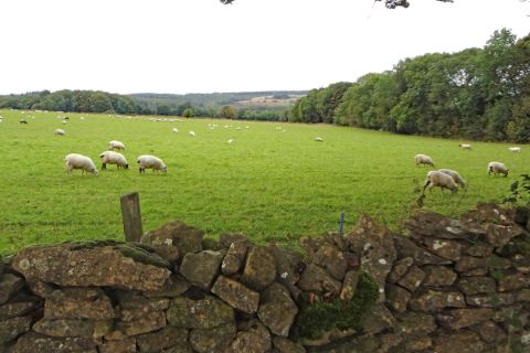 Schafe beim Wandern in Cotswolds