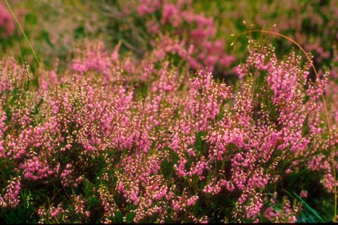 Beautiful pink moorland flower