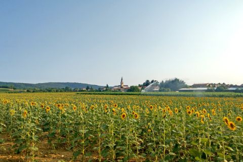 Sonnenblumenfeld auf der Wanderetappe nach Collio