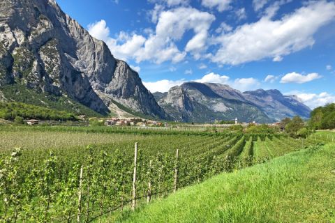 Hike through vineyards with mountain views