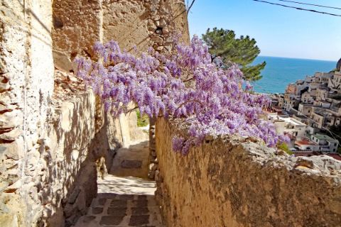 Gorgeous flowers in the hiking area Amalfi coast