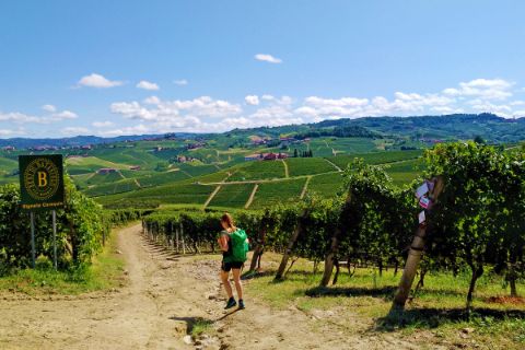 Wanderwege durch Weingärten
