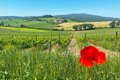 Poppy in the Chianti region of Tuscany