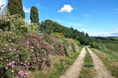 Hiking trail in the Via Romea Sanese region