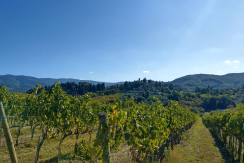 Weinreben in Greve in Chianti