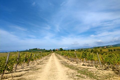 Via Romea leads through the vineyards