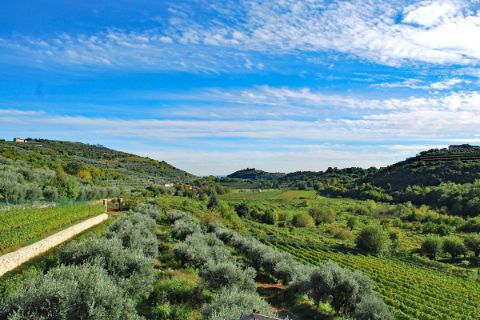 Hiking along impressing olive and vineyards