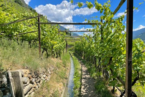 Idyllic hiking trail through the vineyards of Naturno