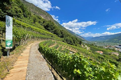 Hiking trail in the middle of the vineyards of Kastelbell