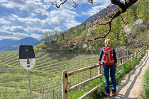 Hiker on the Merano Waalweg with a view onto the vineyards of the Etsch Valley