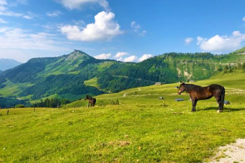 Alpine Horses in the Salzkammergut