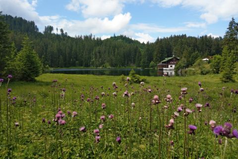 Blooming flower meadows at Lech river hiking path