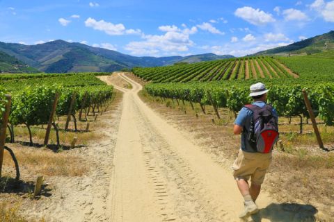 Hiker in the middle of green vineyards of the Douro-valley