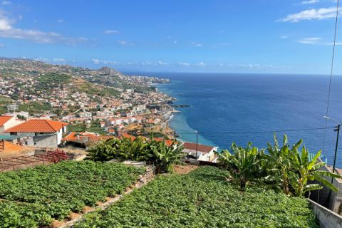 Hiking with view of tea field in Funchal