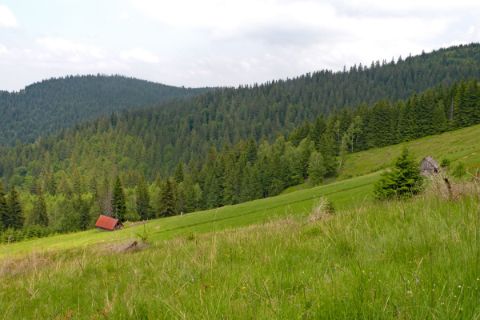 Transylvanias stunning forests