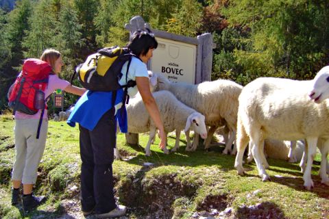 Sheeps as a hiking companion in Bovec
