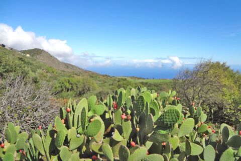 A lot of cactus during the hiks in Mirador Isora