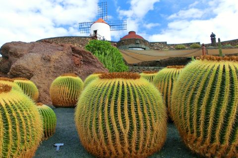 Cacti on the Canary Island