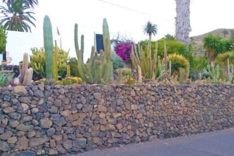 Cactus garden on Lanzarote