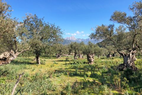 eurohike-wanderreisen-mallorca-olivengarten