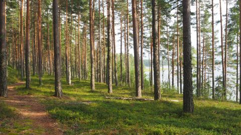 Ruhige Stimmung in einem Wald. Finnland-Seenplatte. Veloferien mit Eurotrek.