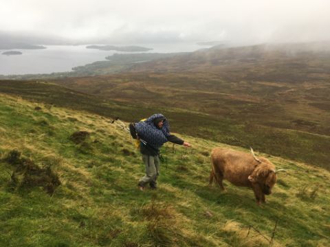 Wanderer auf einer Wiese mit Kühen auf dem West-Highland-Way. Wanderferien mit Eurotrek.