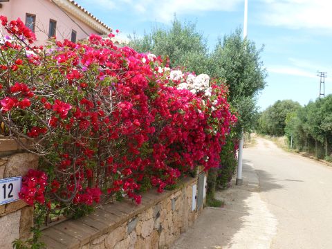 Eine Strasse führt an einem Haus vorbei, dessen Aussenmauer komplet mit pinken Blumen übersäht ist.