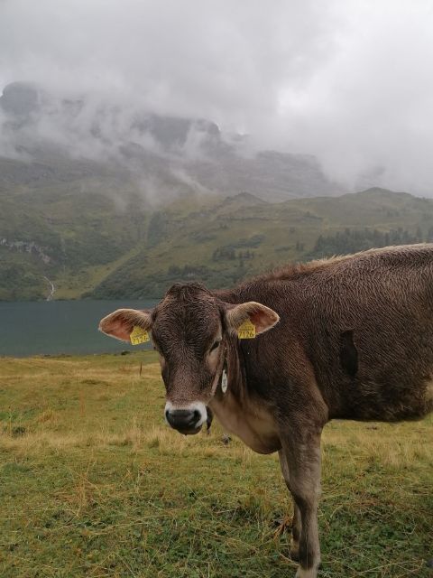 Eine Kuh steht vor einem Bergsee bei nebligem Wetter. 