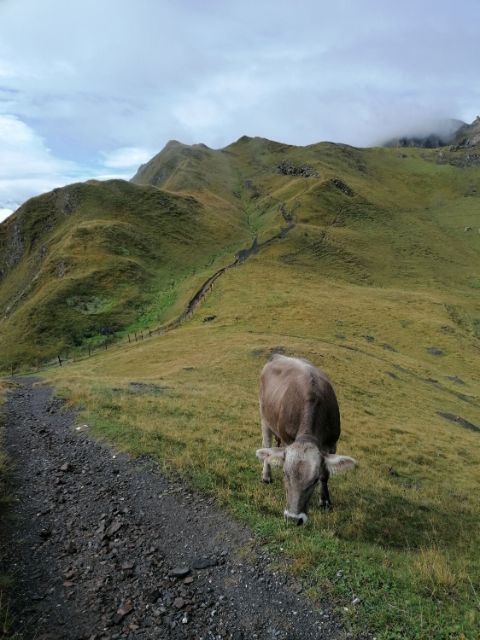 Man sieht eine Kuh neben dem Wanderweg.