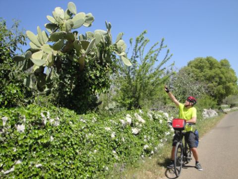 Ein Velofahrer bestaunt den riesigen Kaktus. Sizilien Südost. Veloferien mit Eurotrek. 