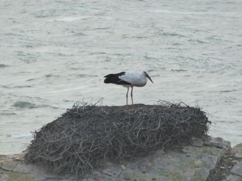 Ein Sorch steht am Ufer in seinem Nest.