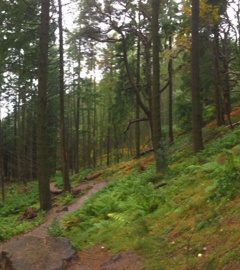 Wald auf dem West-Highland-Way. Wanderferien mit Eurotrek.