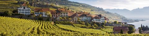 Weinrebe mit Aussicht auf Wohngebiete am Genfersee
