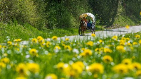 Une roulotte bâchée roule sur une route qui traverse la nature paisible du canton du Jura.