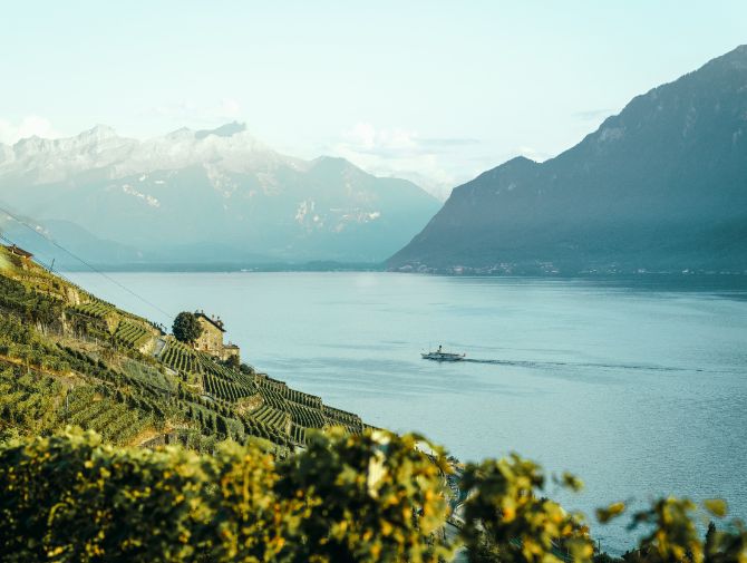 Aussicht von Weinbergen auf den Genfersee, auf dem ein Dampfschiff fährt. 