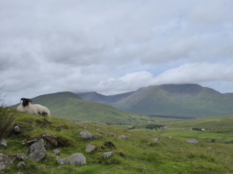 Schaf auf einer Wiese. Irlands Western-Way. Wanderferien mit Eurotrek.
